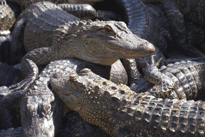 Zoo's Wildlife Director Loses Part of Arm After Alligator Bite