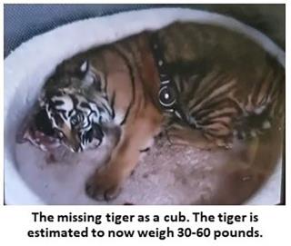 Cops Got Alligator and Drugs, but Tiger Is Still Missing