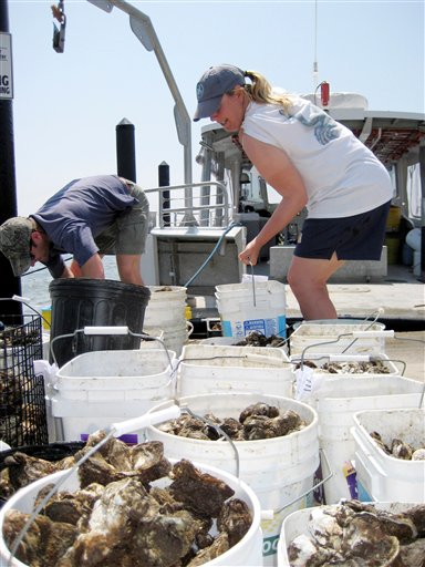 Oysters May Clean East Coast Waters