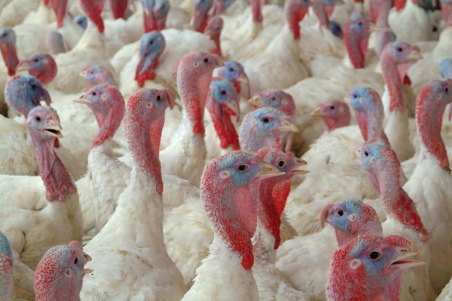 11 Turkey Farm Workers Charged in Massive Cruelty Bust