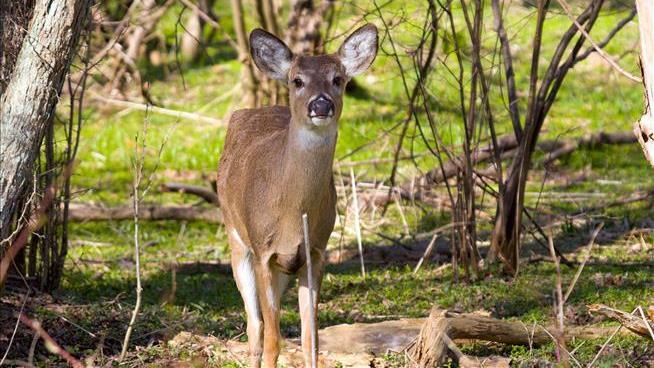 Ohio Runner's Ear Nearly Severed by Deer