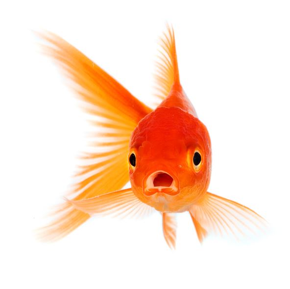 We May Have Underestimated Goldfish