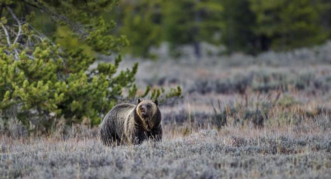College Wrestlers Attacked by Grizzly Bear in Utah