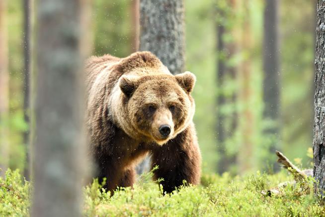 Hunter Fighting Off Grizzly Bear Ends Up Shooting Himself
