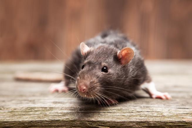 Congrats, NYC: You're Not the 'Rattiest' City in America