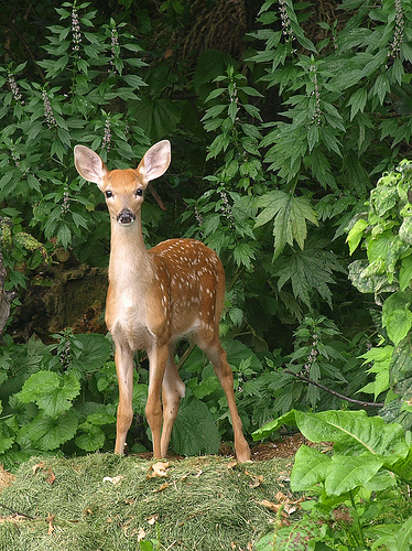 Bambi Is Best Weepy: Poll