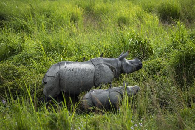 Humans Blamed for Smaller Rhino Horns