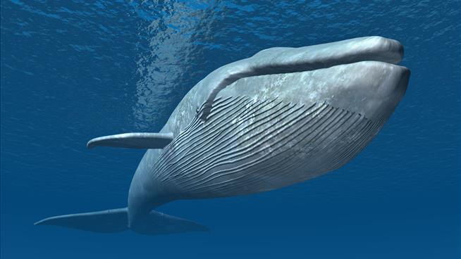 This Whale Sucks In an Astounding Amount of Microplastics