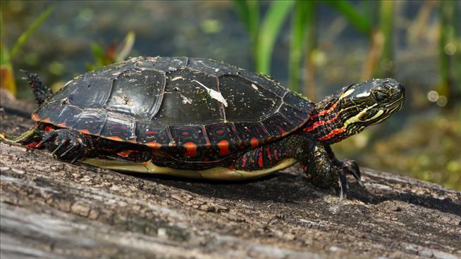 New Research: Some COVID Patients Are Like Turtles