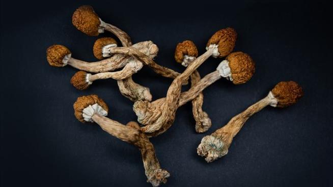 Can Magic Mushrooms Help Heal Spinal Injuries?