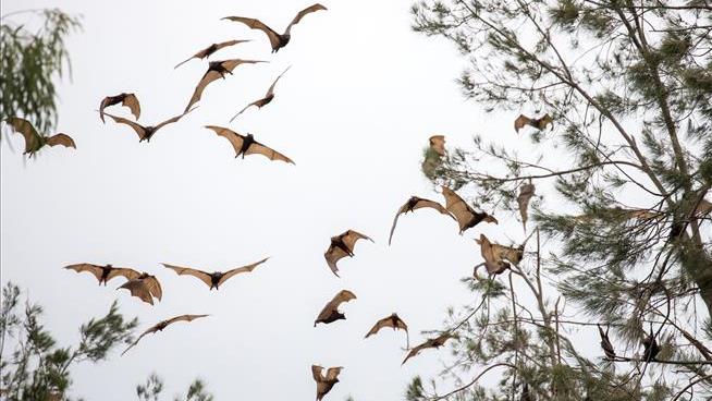 How to Stop a Virus That Goes From Bats to Horses to Humans