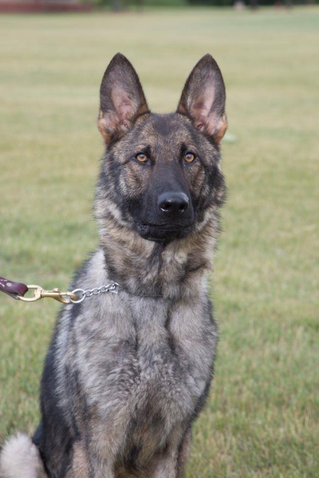 Police K-9 Finds Missing 80-Year-Old Hunter