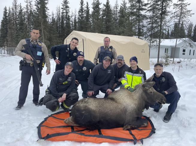 Firefighters Rescue Moose From Basement