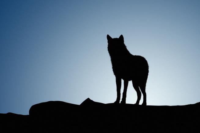 Wolf Researchers: 'We Just Open-Mouthed Stared at Each Other'