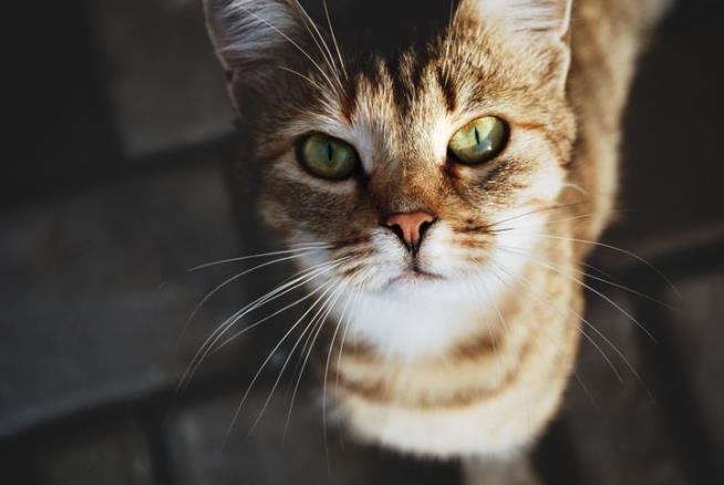 Your Cat's Kidney Transplant Will Cost $15K
