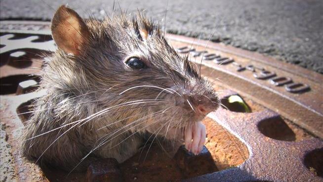 NYC Will Pay Up to $170K for 'Somewhat Bloodthirsty' Rat Czar