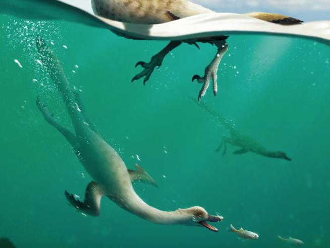 A New 'Swimming' Dinosaur Emerges