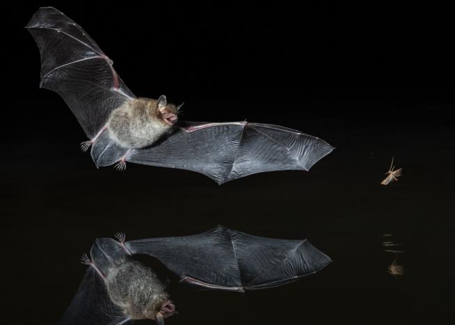 If You Think Mariah Can Sing, You Haven't Heard These Bats