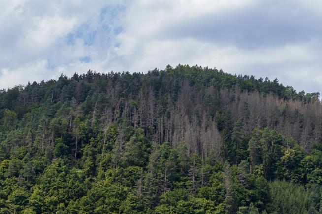 Oregon Sees Historic Tree Die-Off in 2022