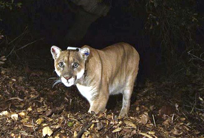 Famed Hollywood Mountain Lion Captured After Showing 'Signs of Distress'