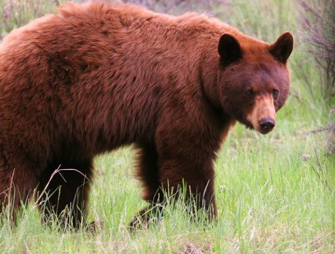 Black or Brown Bears, Sure. But What About Cinnamon?