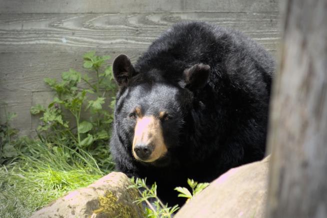 Bear Shot Dead After Attacking Zookeeper