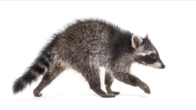 Bringing Raccoon Into Bar Was Costly Move for Woman