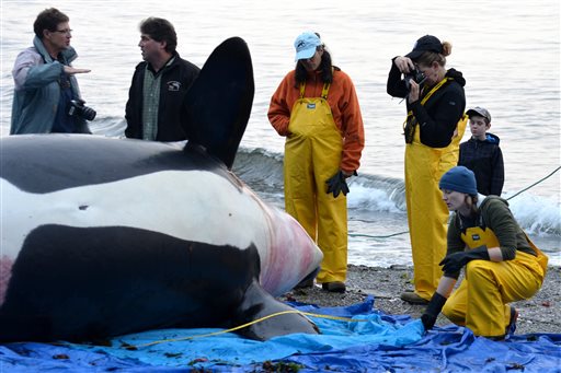Forever Chemicals Invade Orcas—and Their Fetuses