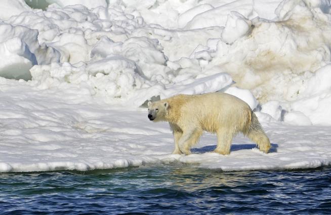 Polar Bear Kills 2 in Remote Alaskan Town