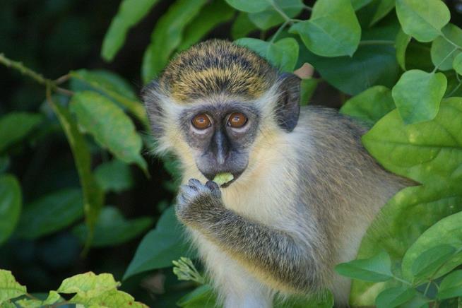 St. Maarten to Kill All Its Vervet Monkeys