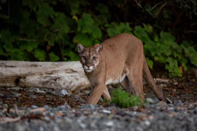 Cougar Had 5-Year-Old 'Fighting for His Life'