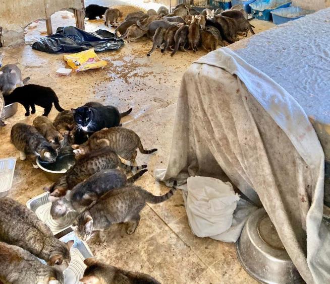 NY Couple Dies, Leaving 150 Cats in 'Squalor'