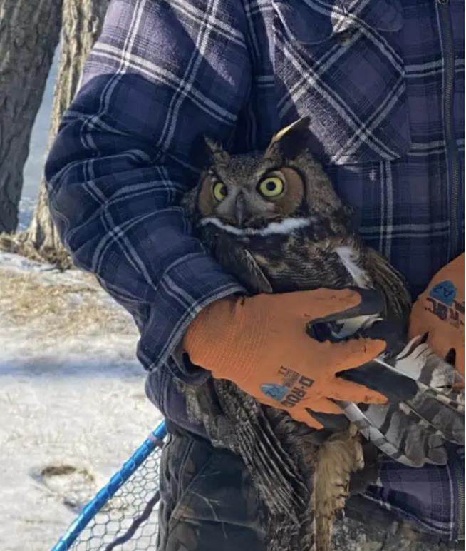 This Owl Had Quite the Morning on Tuesday