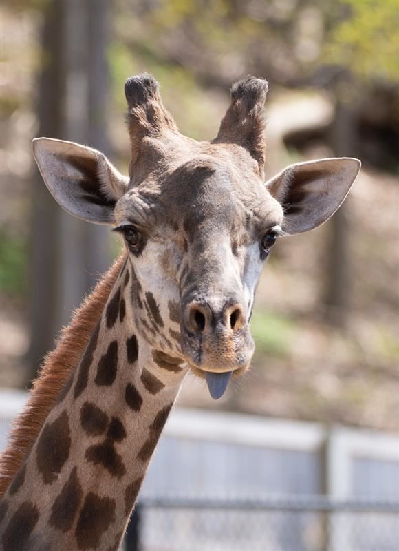 Zoo Giraffe's Death Is 'Unprecedented'