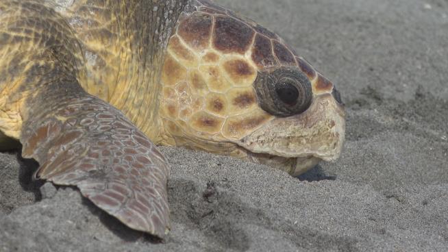 Baby Turtle That Drifted 4K Miles an 'Absolute Miracle'