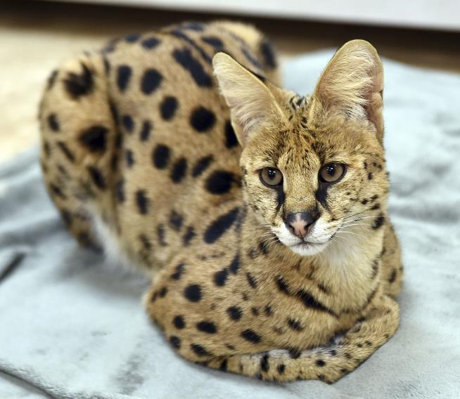 Exotic Cat on Cocaine 'Could've Shredded Us Apart'