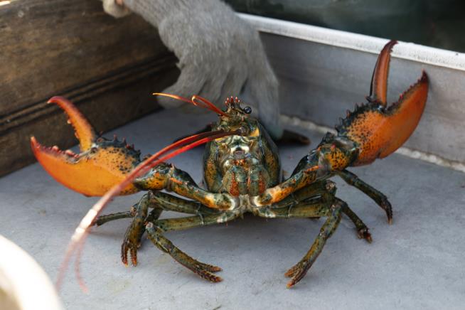 Maine's Lobster Industry Is Up in Claws