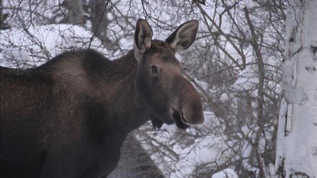 Tree-Eating Habits of Moose Could Affect Climate