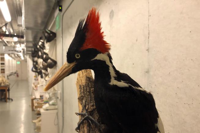 True Believers Are Certain: Ivory-Billed Woodpecker Lives