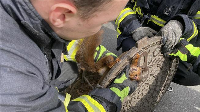 For These Firefighters, It's Squirrel Deja Vu