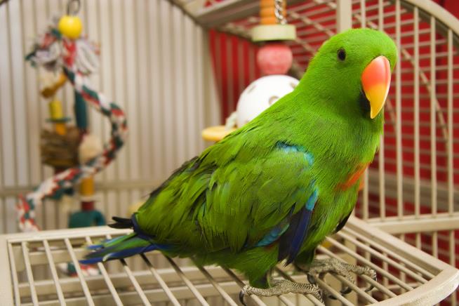 Video Calls Make Parrots Less Lonely