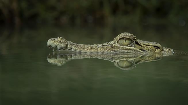 Missing Fisherman's Body Likely Found in Crocodile