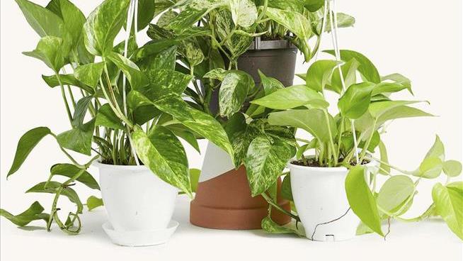 Genetically Modified Houseplants Are Here