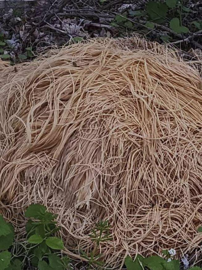 New Jersey's Pasta Mystery Remains Unsolved