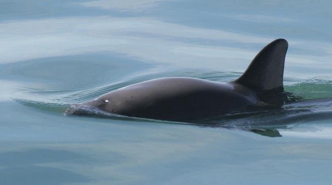Mexico to Track Down World's Most Endangered Sea Mammal