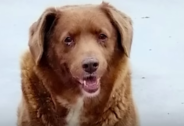 Oldest Verified Dog Ever Turns 31