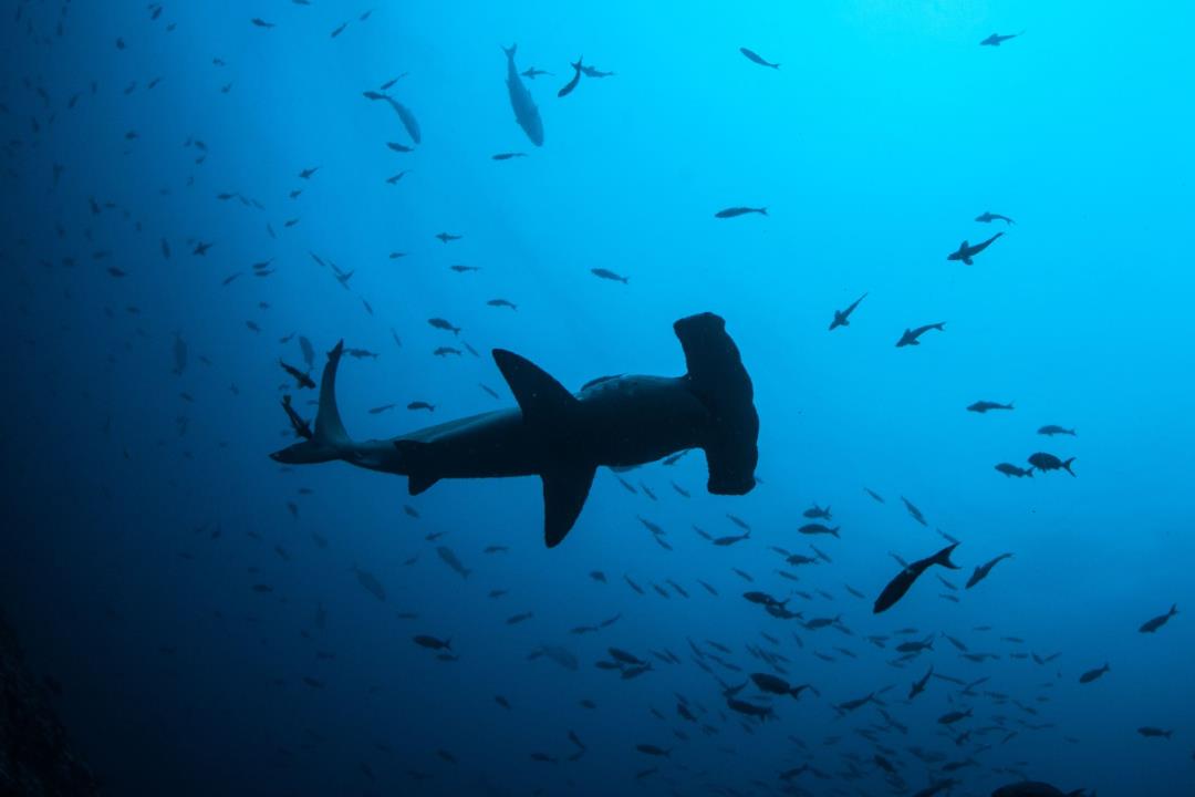 Les requins retenant leur souffle ont été une « surprise totale »