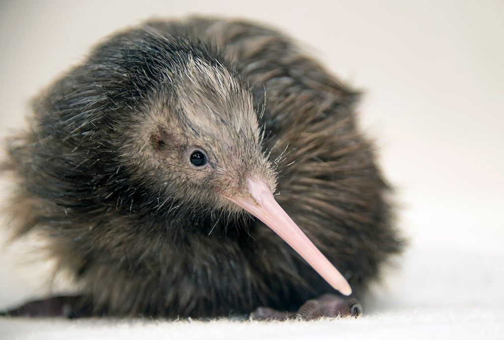New Zealand Loses It Over Miami Zoo’s Handling of a Kiwi