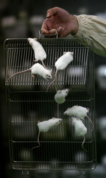 Scientists Wipe Mouse Memories