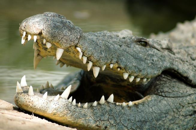 Croc Grabbed Snorkeler, Realized He 'Was Too Big to Handle'